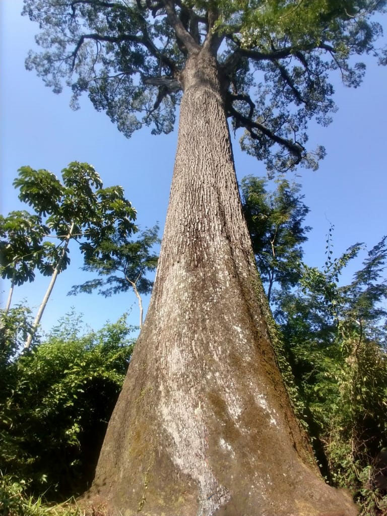 jequitiba